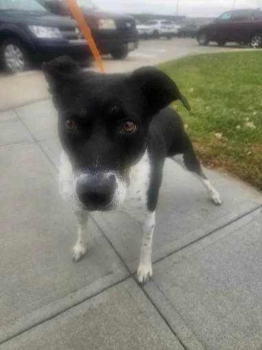 A young medium-sized female Cattle Dog dog named Myra Mae for adoption in Norton, KS