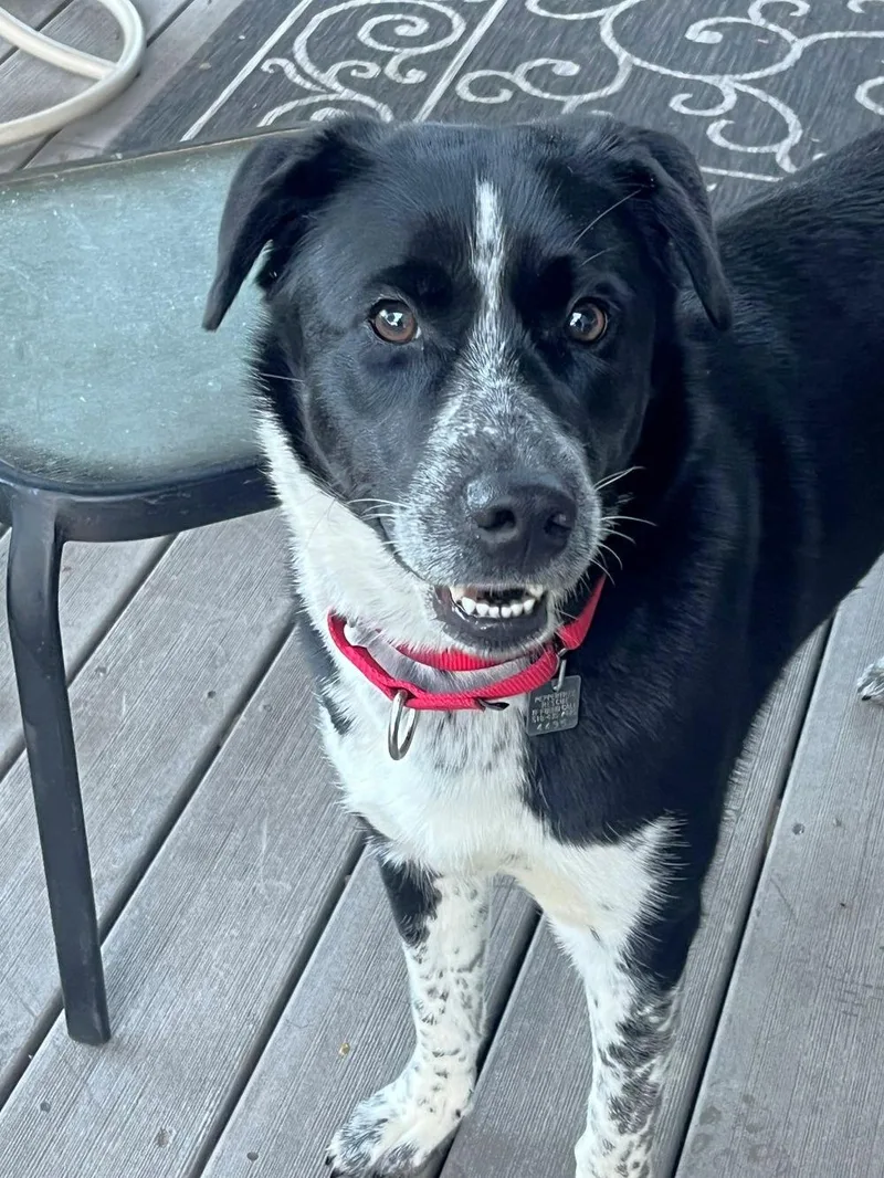 An adult medium-sized female Border Collie dog named Bodhi for adoption in Rensselaer, NY