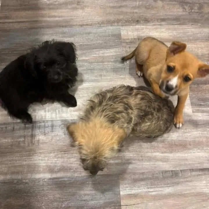 A baby medium-sized female Terrier dog named Ferngully for adoption in Bloomfield, CT