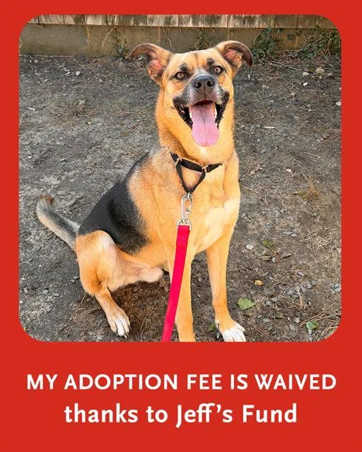 A young medium-sized male German Shepherd Dog dog named Bear for adoption in Brewster, MA