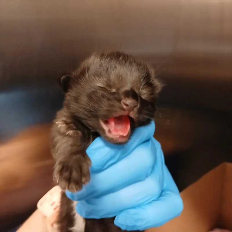 Chunky Monkey