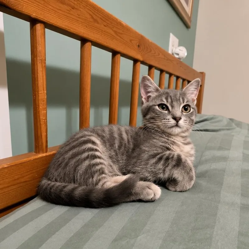 A baby medium-sized male Gray / Blue / Silver Tabby cat named Felix for adoption in Woodbridge, NJ