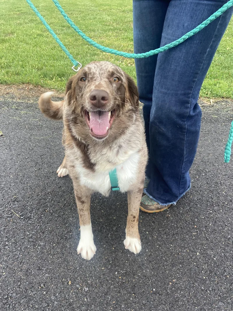 A young large-sized female Merle (Red) Australian Shepherd dog named Mandy Mindful for adoption in Andover, MA