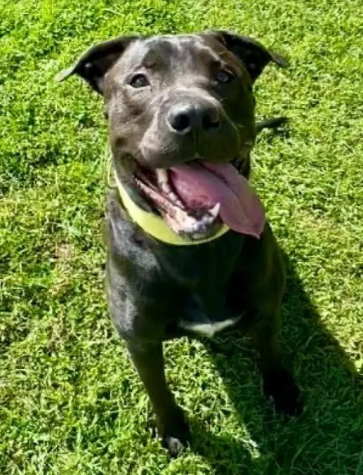 An adult large-sized female Pit Bull Terrier dog named Dora for adoption in Albany, NY