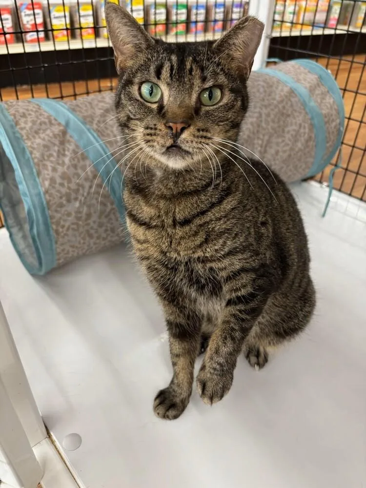 A young small-sized female Gray / Blue / Silver Domestic Short Hair cat named Angelee for adoption in Wellington, FL