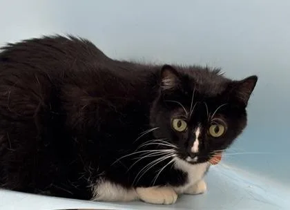 An adult small-sized female Domestic Short Hair cat named Yin for adoption in Woodbury, MN
