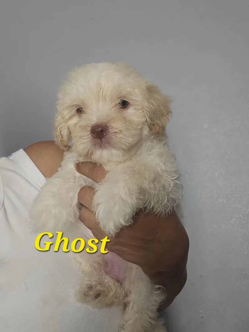 A baby small-sized male White / Cream Maltipoo dog named Ghost for adoption in Los Angeles, CA