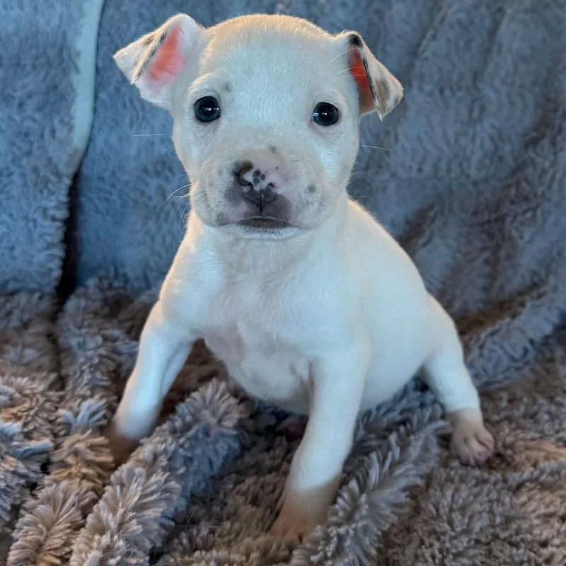 A baby medium-sized female White / Cream Pit Bull Terrier dog named Felicia Fuji for adoption in Austin, TX