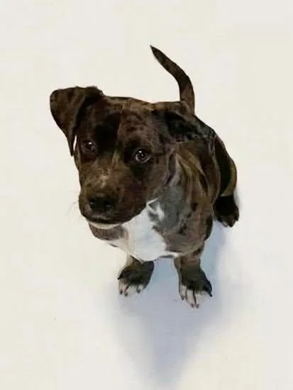 A baby medium-sized male Merle (Blue) Catahoula Leopard Dog dog named Scooter for adoption in Shawnee, OK