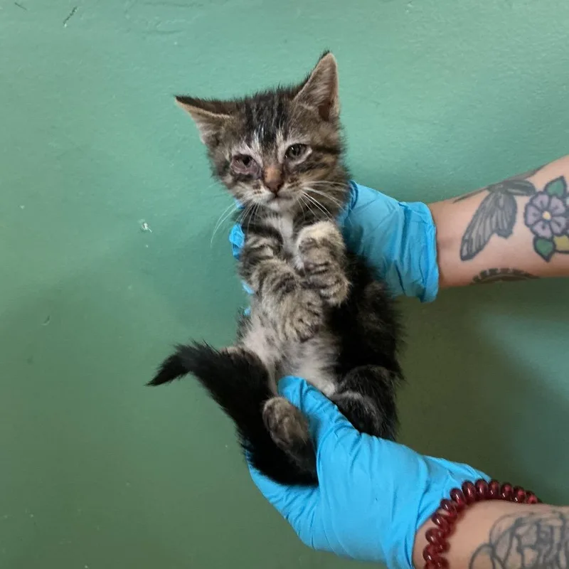 IVHSStray