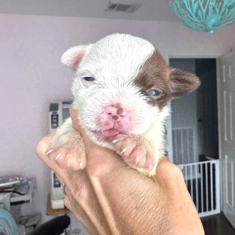 A baby small-sized male White / Cream Terrier dog named Wonton for adoption in Austin, TX
