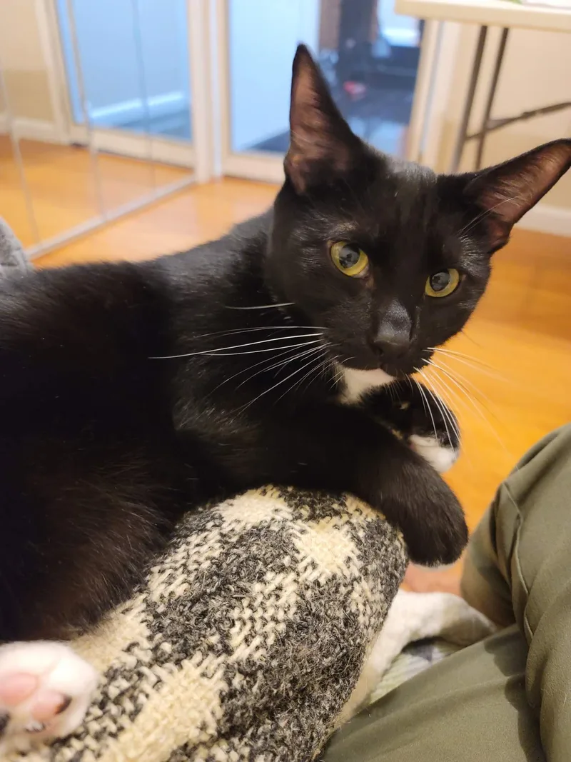 An adult medium-sized male Black & White / Tuxedo Domestic Short Hair cat named Fernando & Alejandro for adoption in Staten Island, NY