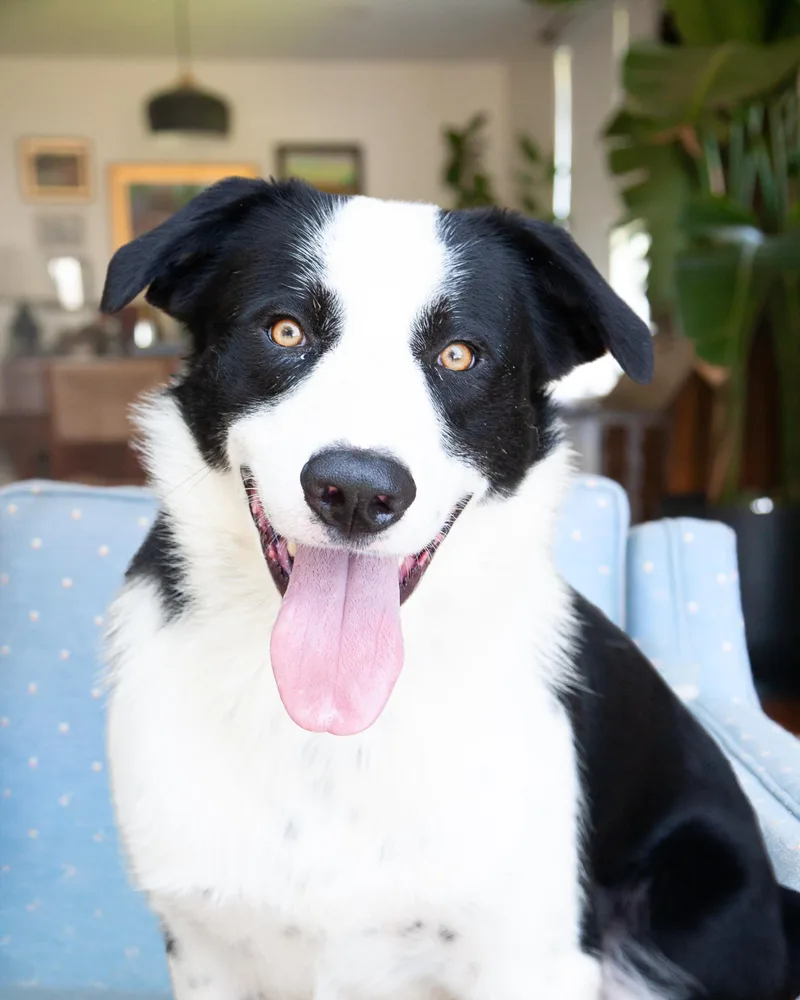 Dex