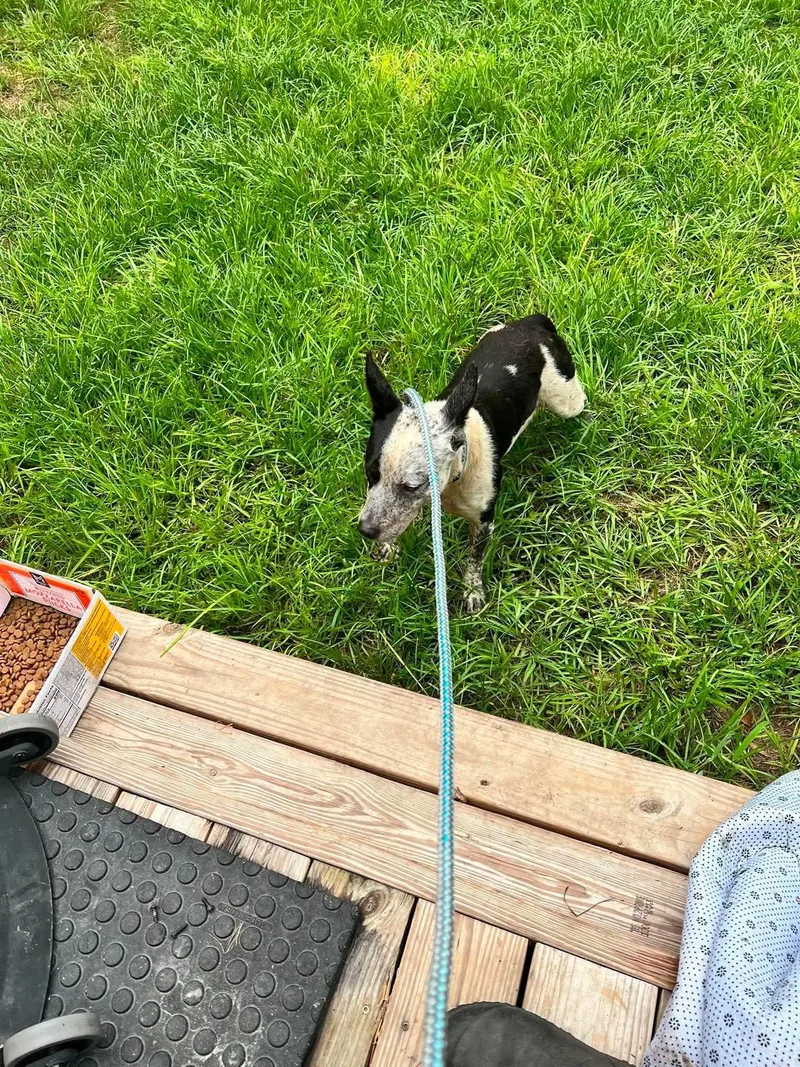Bubba