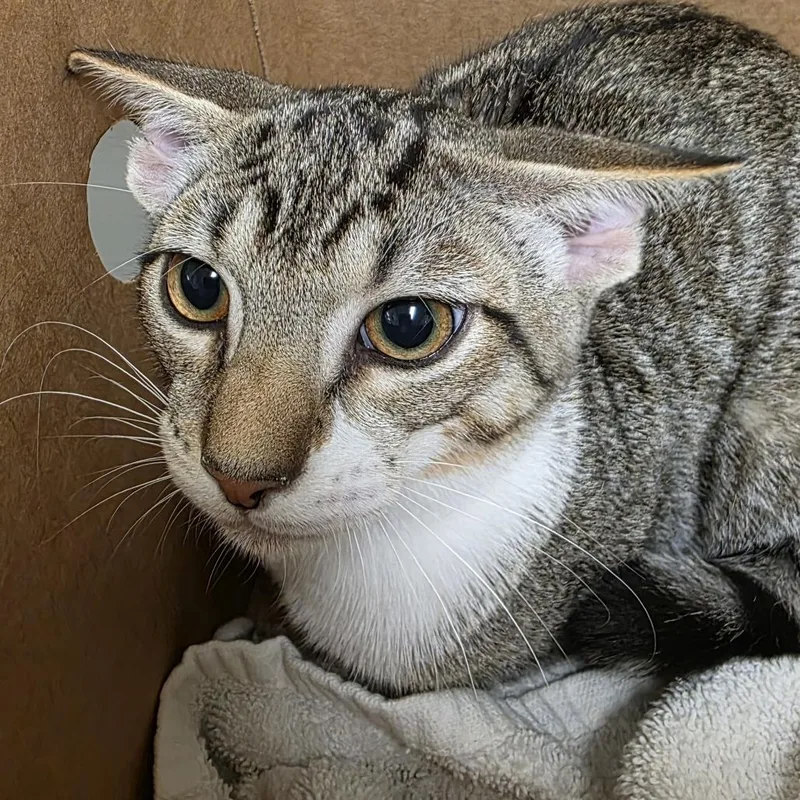 A baby medium-sized male Brown / Chocolate Domestic Short Hair cat named Shortbread for adoption in Novelty, OH