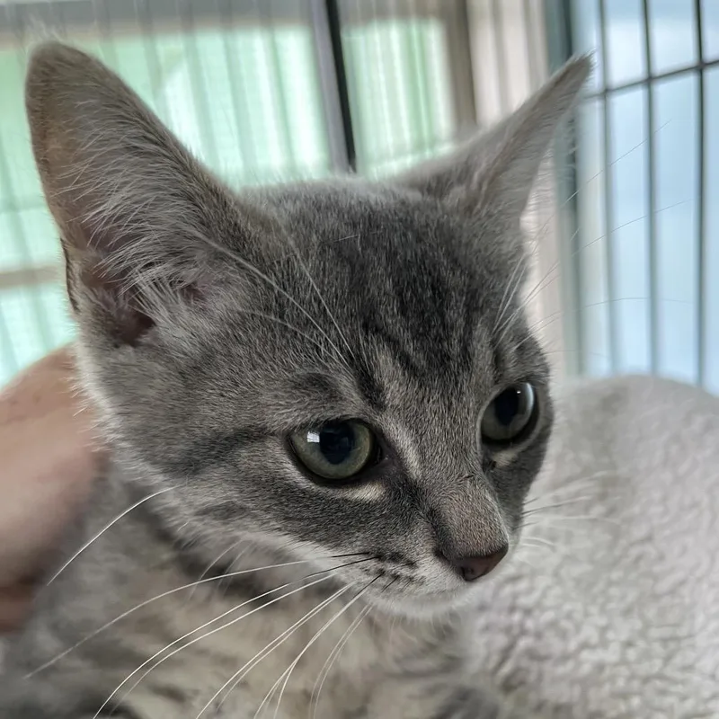 A baby small-sized female Gray / Blue / Silver Domestic Short Hair cat named Griddle for adoption in Sarasota, FL