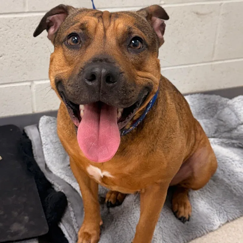 An adult medium-sized female Brown / Chocolate Pit Bull Terrier dog named Egypt Gypsy for adoption in Evansville, IN