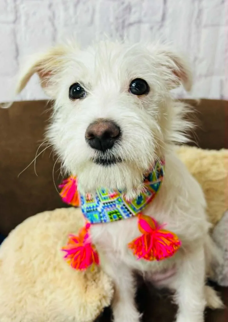 A baby small-sized female Terrier dog named Akira for adoption in Allen, TX