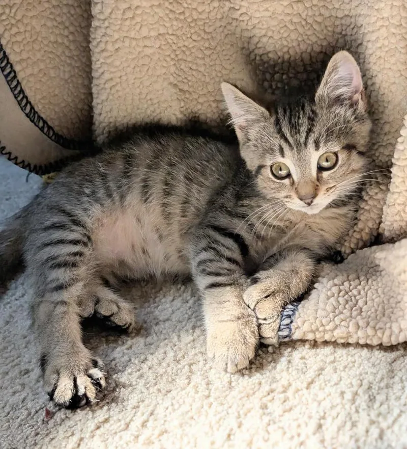 A baby small-sized male Domestic Short Hair cat named Gelato for adoption in Newnan, GA