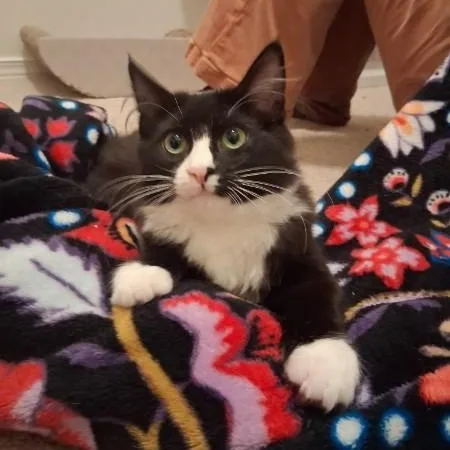 A baby medium-sized male Domestic Long Hair cat named Toast for adoption in Springfield, OR