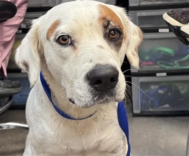 An adult large-sized female Pit Bull Terrier dog named Capri for adoption in Tucson, AZ