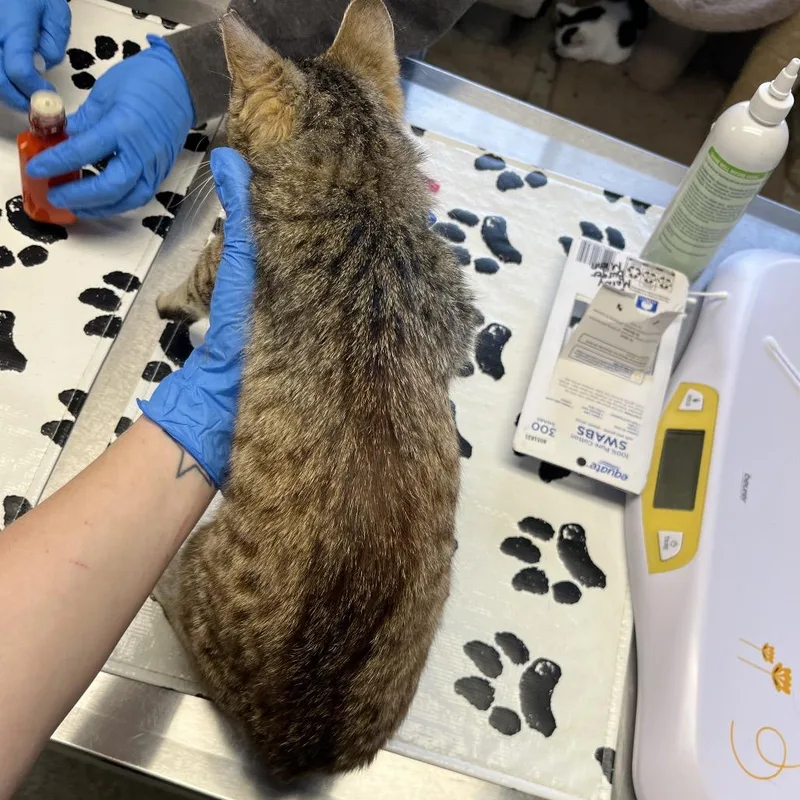 Jeremiah thumbnail 2