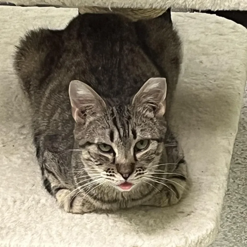 Jeremiah thumbnail 3