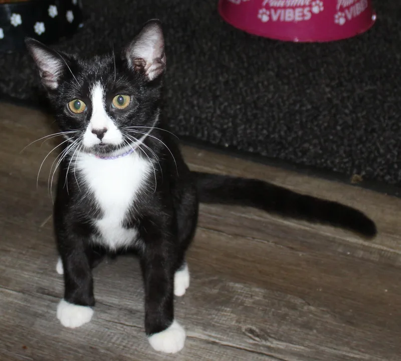 A young medium-sized female Black & White / Tuxedo Domestic Short Hair cat named Pouncy for adoption in Huron, SD