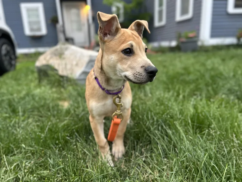 A baby medium-sized female Apricot / Beige Yellow Labrador Retriever dog named Langley for adoption in Billerica, MA