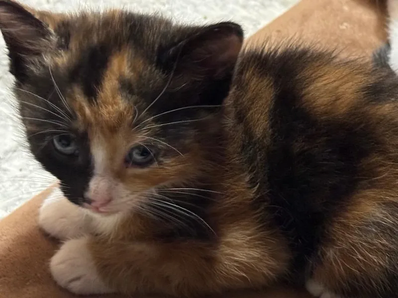 A baby small-sized female American Shorthair cat named Katje for adoption in Hagaman, NY
