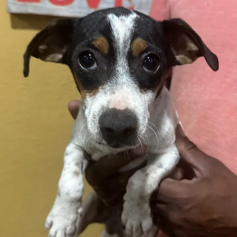 A baby medium-sized male Rat Terrier dog named Gunnie Local November for adoption in Brookshire, TX