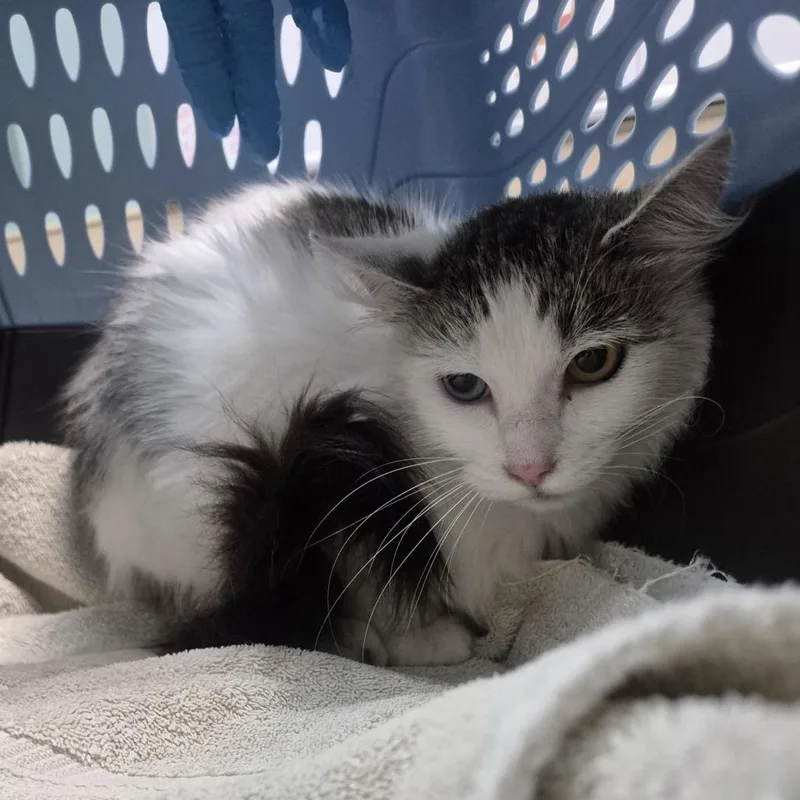 An adult medium-sized female Domestic Medium Hair cat named Pancakes for adoption in Tacoma, WA