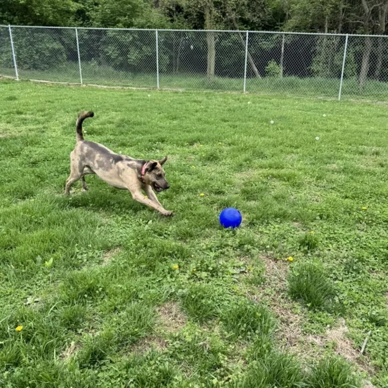 Graham Cracker thumbnail 2