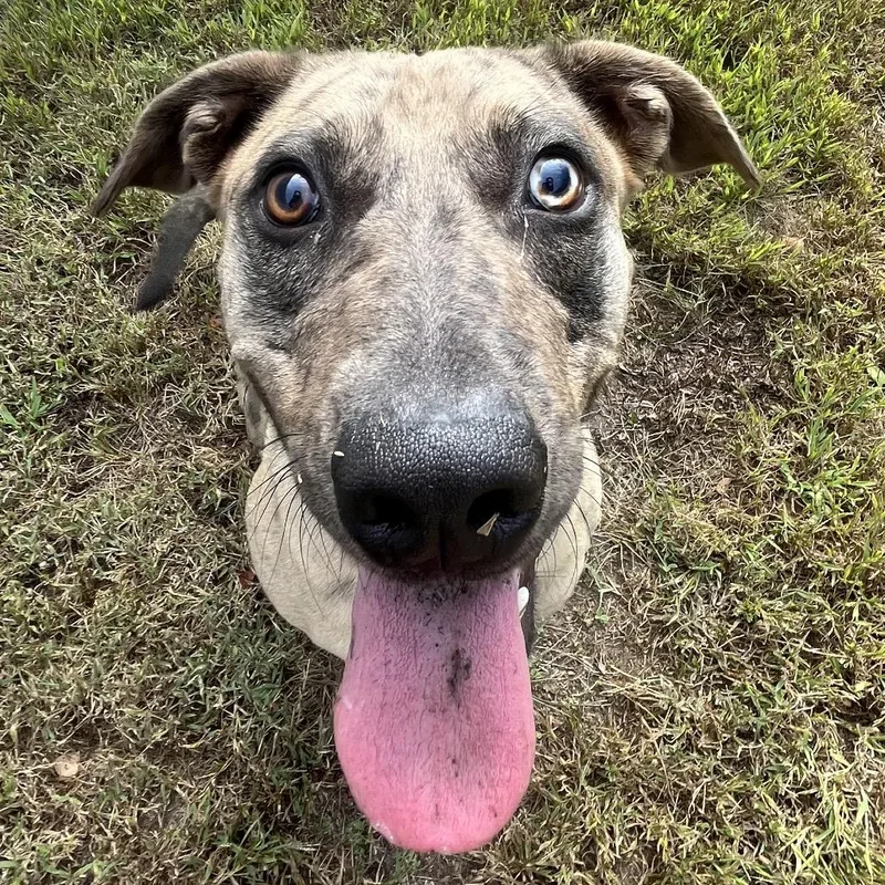 Graham Cracker thumbnail 3