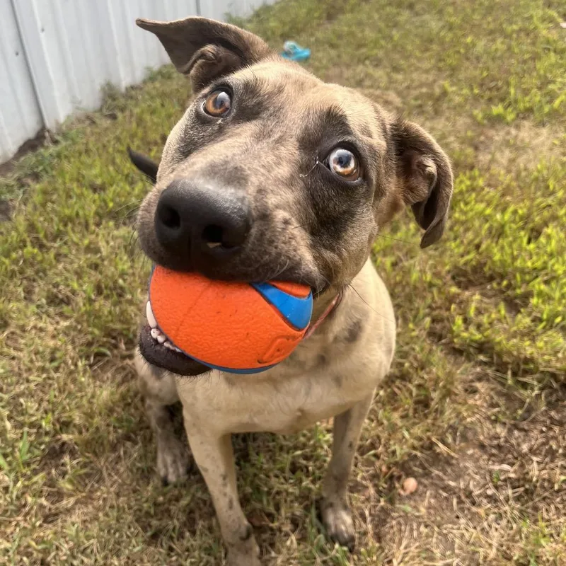 Graham Cracker thumbnail 5