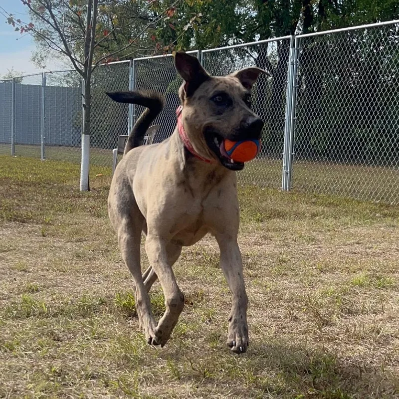 Graham Cracker thumbnail 6