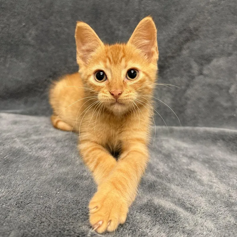 A baby medium-sized male Domestic Short Hair cat named Chancho for adoption in Brenham, TX