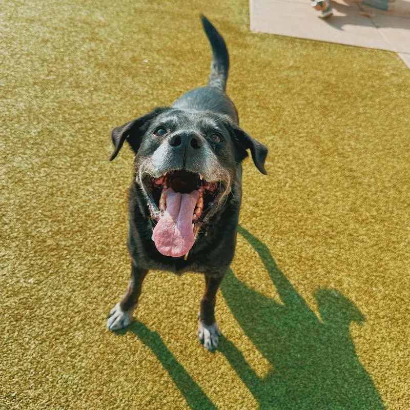 A senior large-sized male Black Labrador Retriever dog named Krispy for adoption in Hays, KS