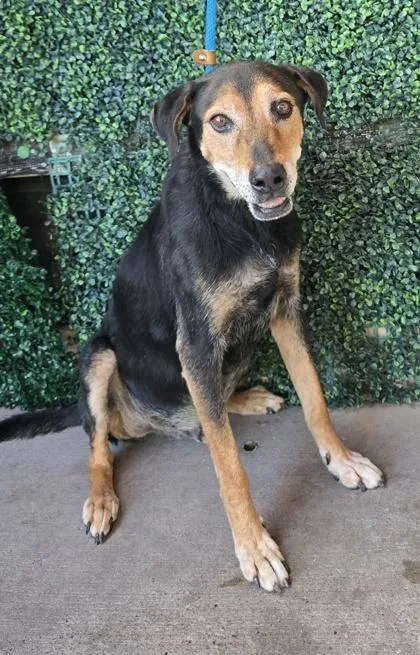A senior medium-sized male Black German Shepherd Dog dog named Diaz for adoption in El Paso, TX