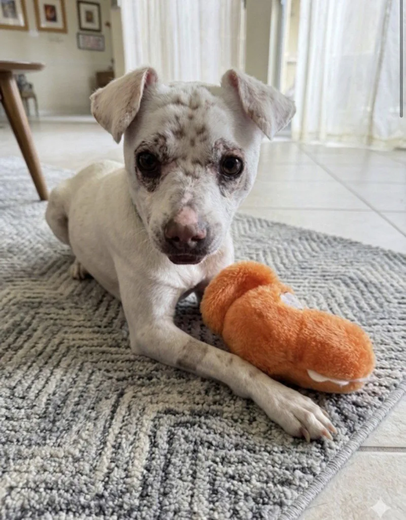 A young medium-sized male Chihuahua dog named Navi for adoption in Katy, TX