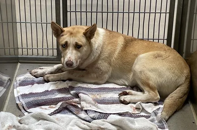 An adult large-sized female Siberian Husky dog named Rez for adoption in Modesto, CA