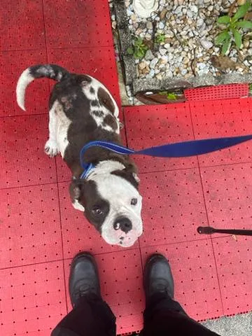 An adult medium-sized male Mixed Breed dog named Professor Chonkus for adoption in West Palm Beach, FL