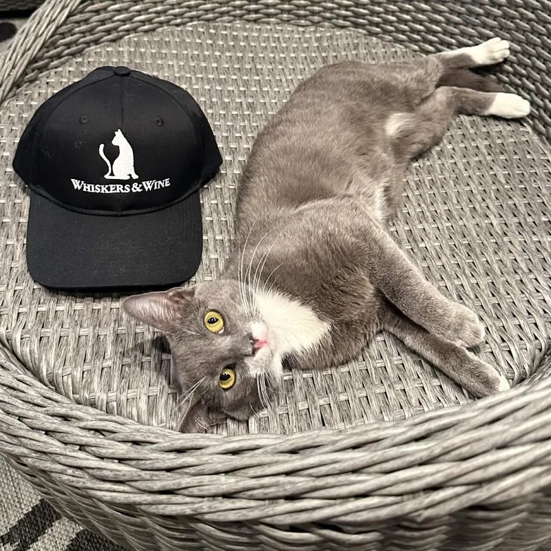 A young medium-sized male Gray / Blue / Silver Domestic Short Hair cat named Rosco for adoption in San Diego, CA