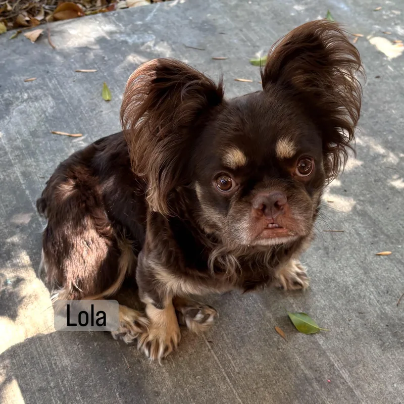 A young small-sized female Brown / Chocolate French Bulldog dog named Lola for adoption in Rancho Santa Fe, CA