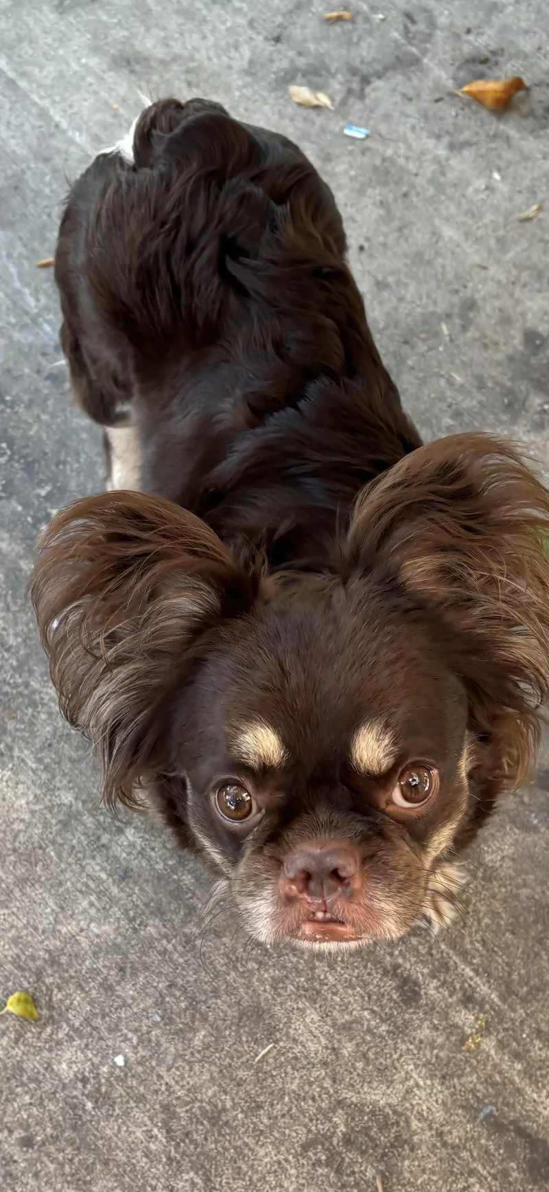 Lola thumbnail 2