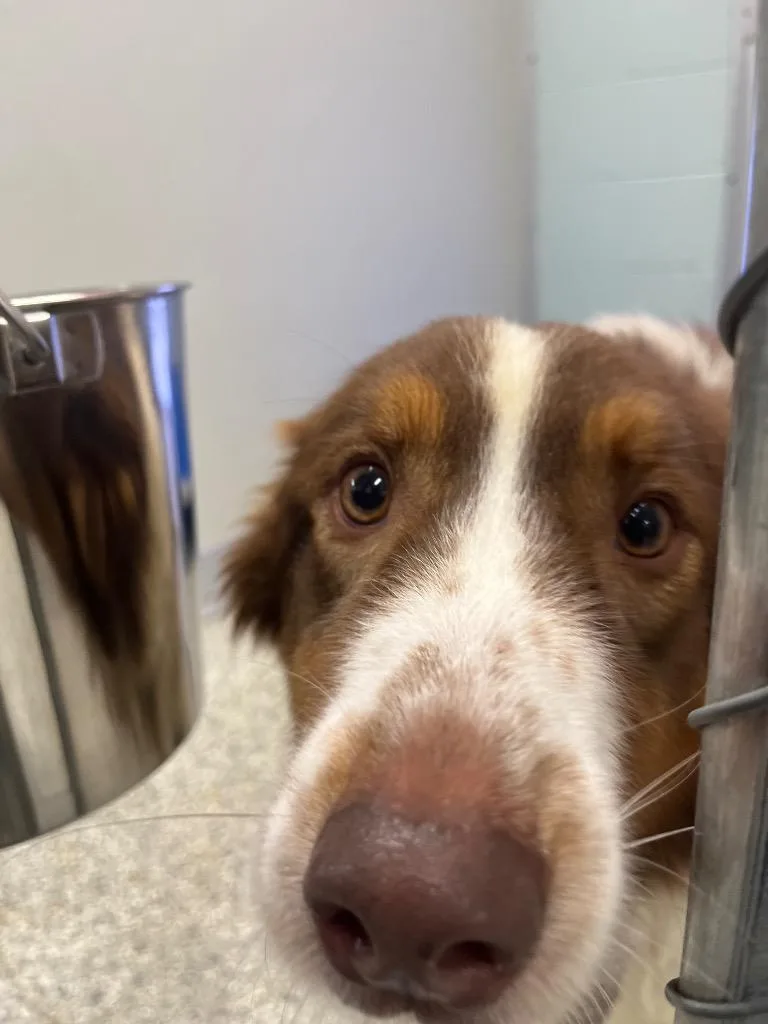 An adult medium-sized female Australian Shepherd dog named Rosie for adoption in Auburn, IN