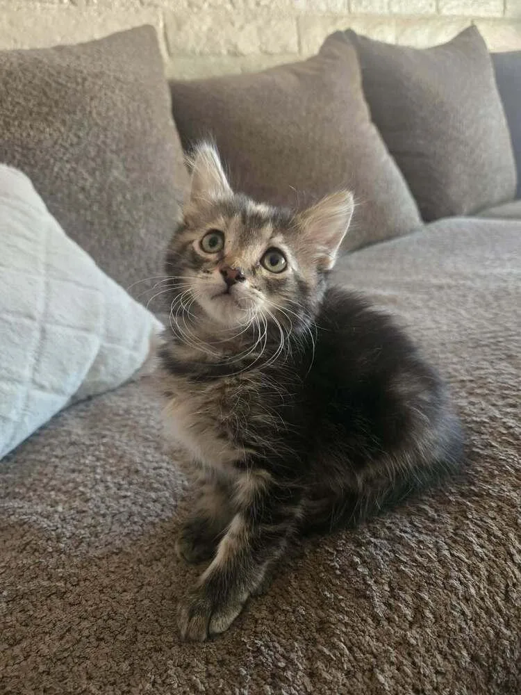 A baby small-sized female Domestic Medium Hair cat named Tara for adoption in tucson, AZ