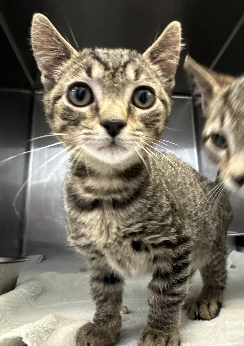 A young small-sized male Domestic Short Hair cat named Till for adoption in Hilton Head Island, SC