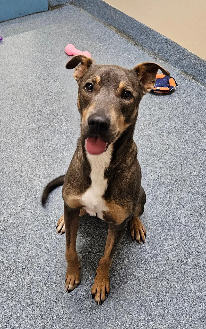 An adult medium-sized male Tricolor (Brown, Black, & White) Mixed Breed dog named Ollie for adoption in Suffolk, VA