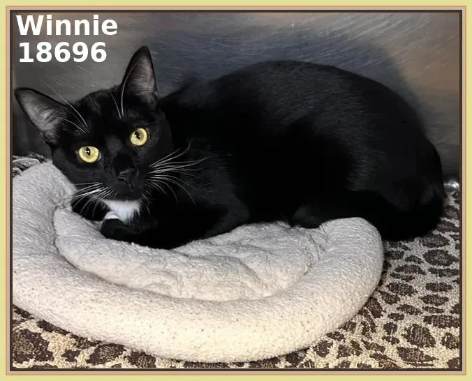 A young medium-sized female Black Domestic Short Hair cat named Winnie for adoption in Marietta, GA